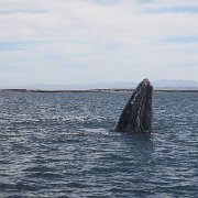 IMG 0001 2 (55)